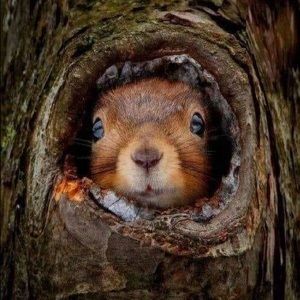 Meet your Posher, Irma